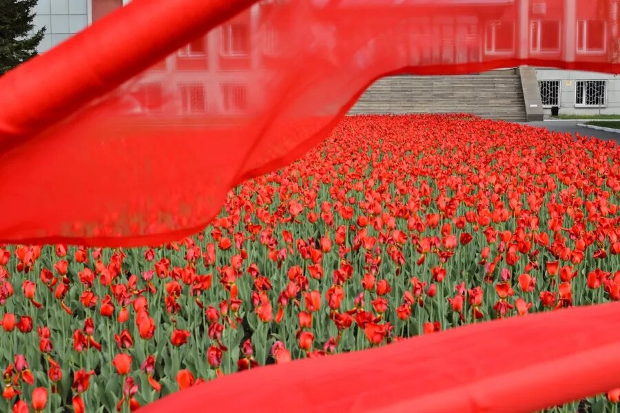 После майских праздников клумбы Бийска станут наряднее Сергей Кулыгин   📷