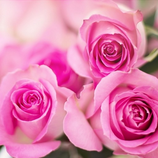    Нежность и романтика розовых роз Кристина Борунова