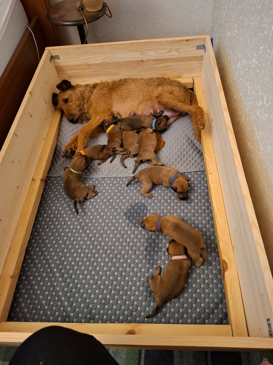 Кажется,  Айне уже всё это надоело 