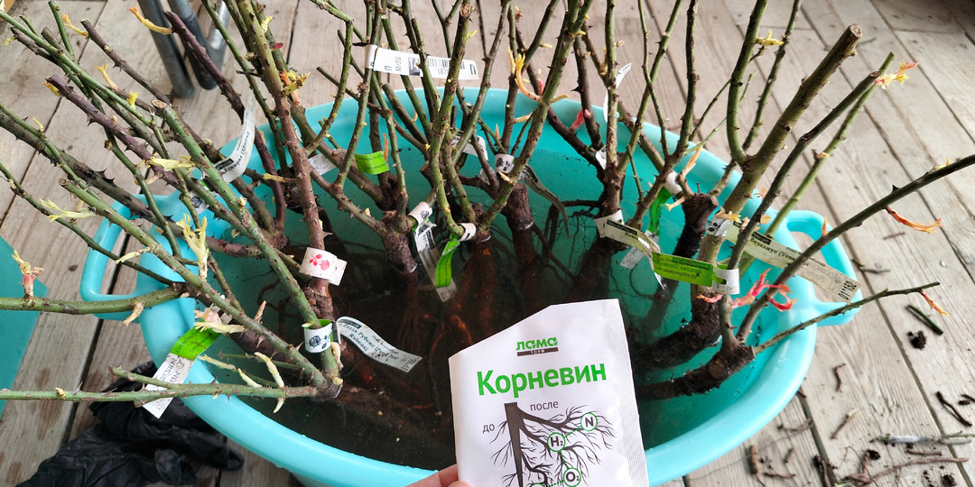 Саженцы роз из заказа от питомника Мишкины розы