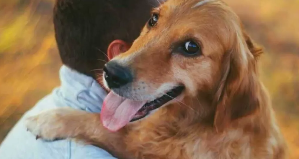 Почему собака привязывается лишь к одному человеку в семье