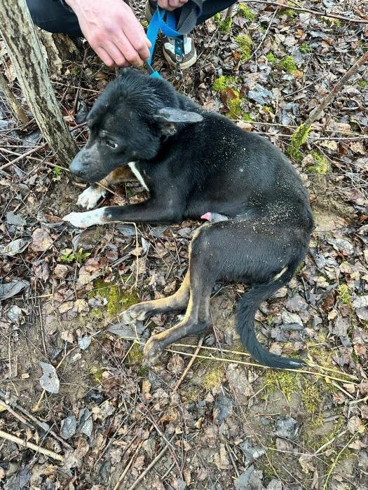 Собаку с тяжёлыми травмами спасают сотрудники псковского приюта
Фото: из группы «Зоозащита. Приют «Лесопилка». Псков» в соцсети «ВКонтакте»