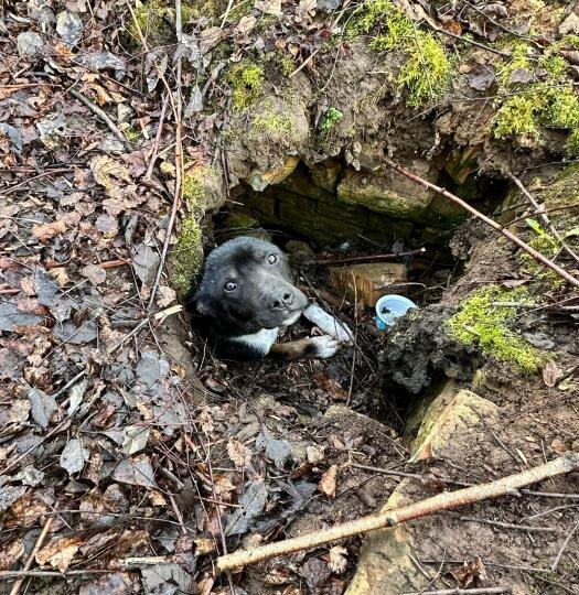 Трагедия на Рижском проспекте: в Пскове спасают обездвиженную собаку