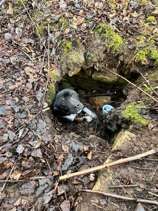 Собаку с тяжёлыми травмами спасают сотрудники псковского приюта
Фото: из группы «Зоозащита. Приют «Лесопилка». Псков» в соцсети «ВКонтакте»