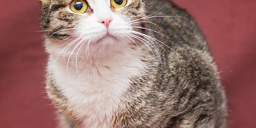 Наиласковейшая кошечка-подросток ищет свою семью! Москва, МО