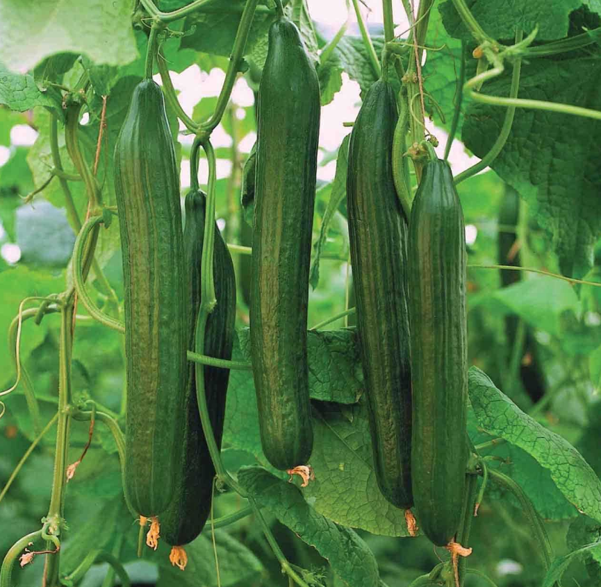 Длинные гладкие для салатов