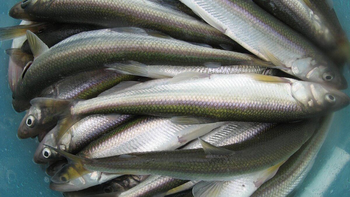    Фото: wikimedia.org/Andrea Pokrzywinski; CC BY 2.0