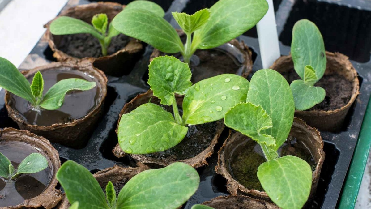 Посев тыквы и кабачков на рассаду