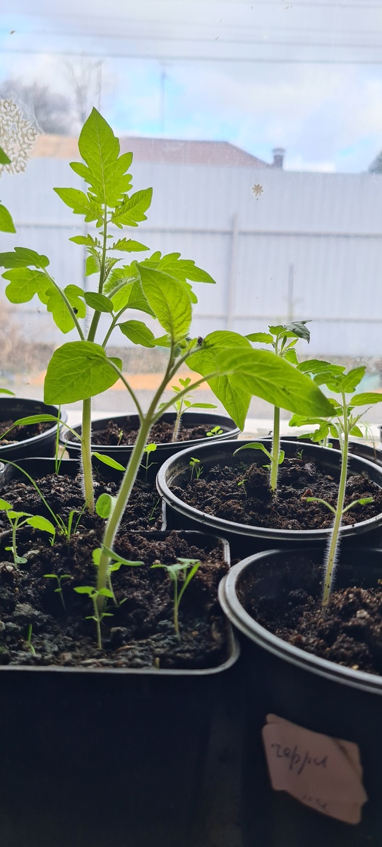 Яблонька России,  сорт с необычными листьями .