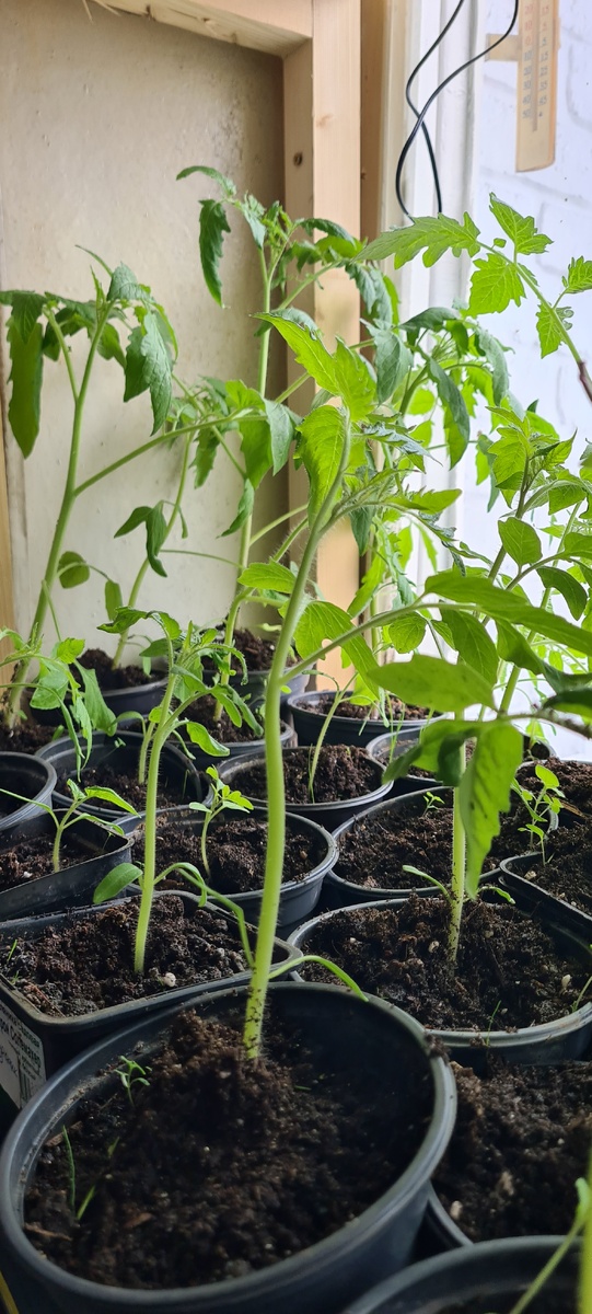 Моя рассада помидор. 