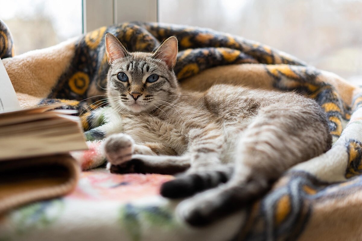 Фото: Novitskaya Olga / Shutterstock / FOTODOM