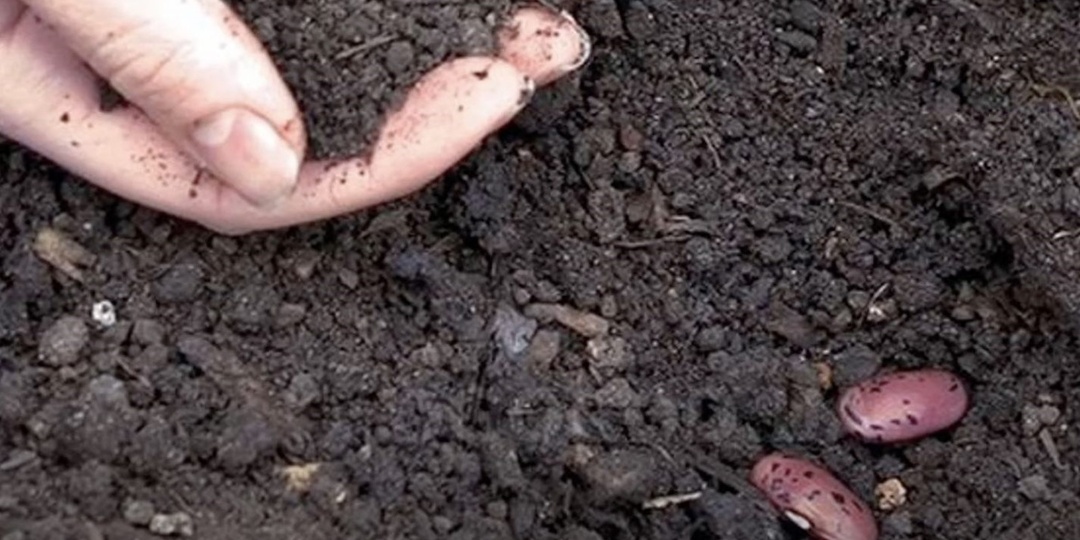 Посадка фасоли и гороха в открытый грунт: агрономическое руководство для богатого урожая бобовых