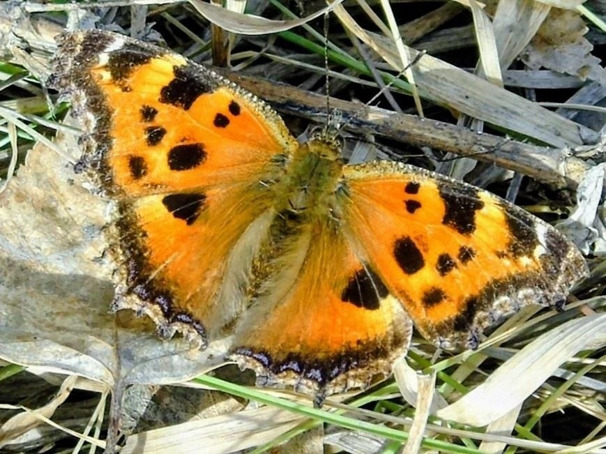    фото: Лесопожарный центр Красноярского края Kristina