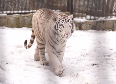    Фото: Новосибирский зоопарк