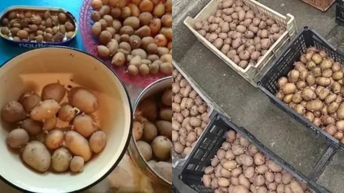 Сажаю только средние