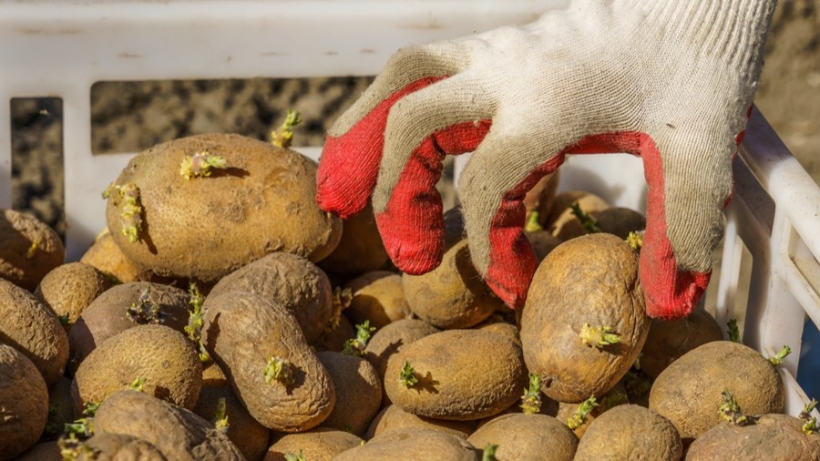 Ростки крепкие и короткие — признак правильного светового проращивания при 12–15 градусах