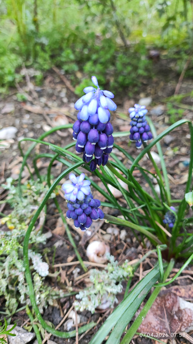 Мышиный гиацинт 