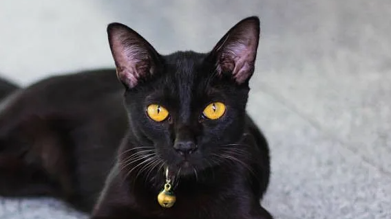 Самые злые кошки: 8 лидеров, с которыми будет тяжело