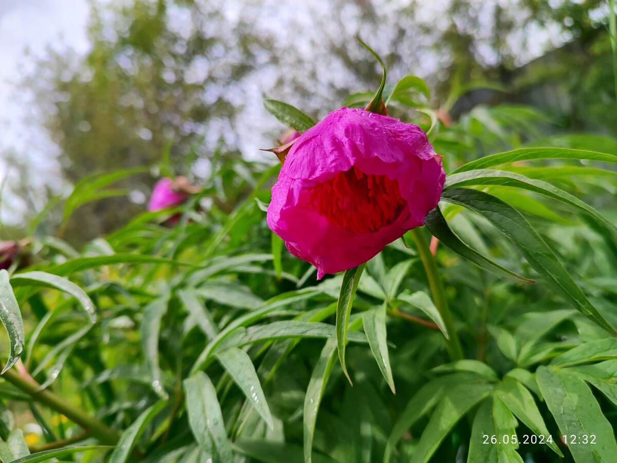Фото моё. Вот эти пионы у нас, сейчас, уже распускаются. Фото с позапрошлого года - дата стоит.