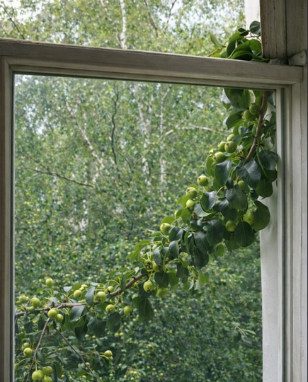 Расцветали яблони и груши