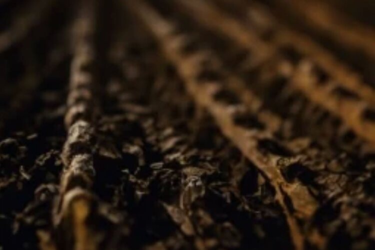    Фото: Медведева Анна, AgroXXI.ru