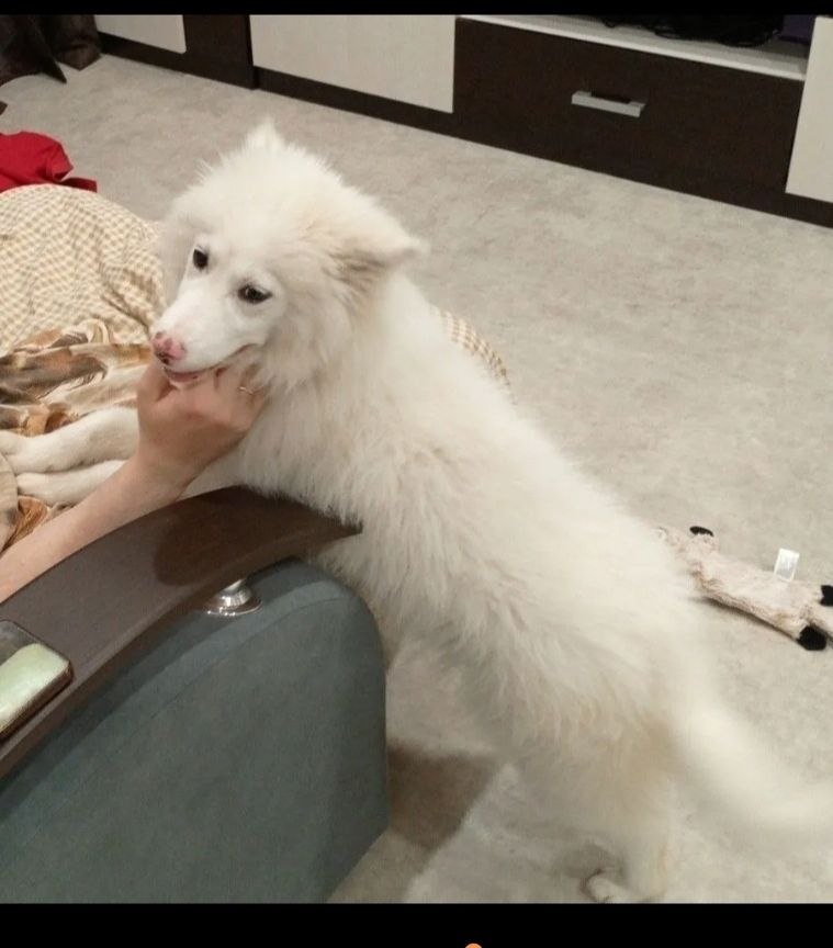 Собачка Вата, доехала до своих новых хозяев. Встреча прошла успешно