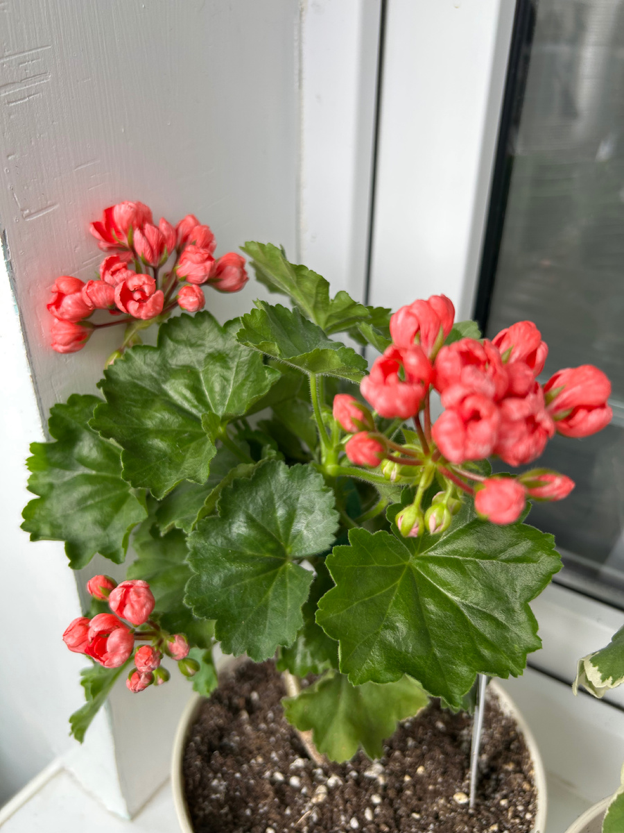 Эту «тюльпаночку» привезла осенью из Сочи. Фото Мой второй сад