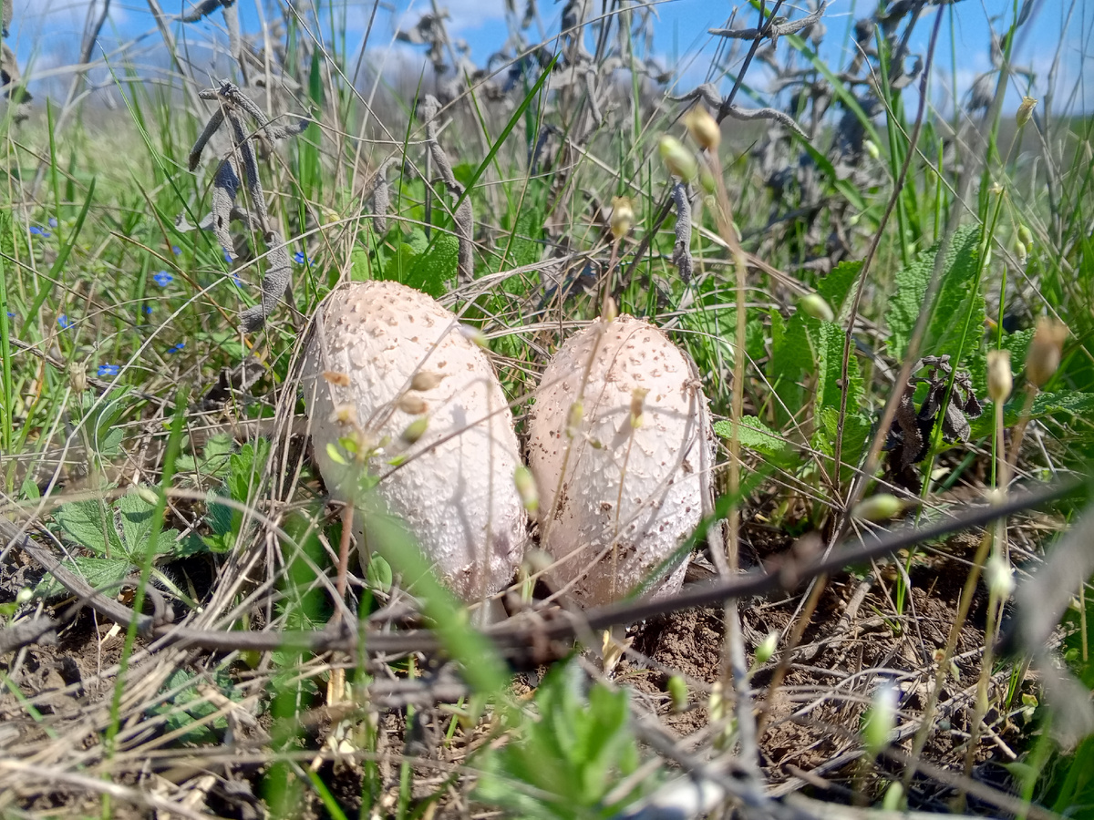 Навозник белый. Фото авторов