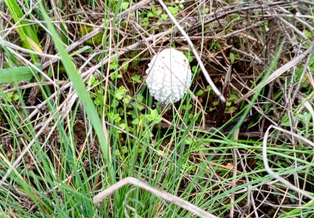 Навозник белый молодой. Фото авторов