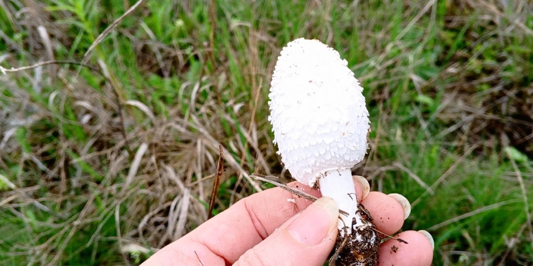 Навозник белый (лохматый): съедобный, но с особенностью