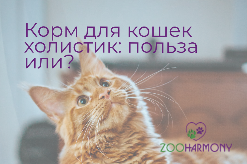 холистик корм: польза