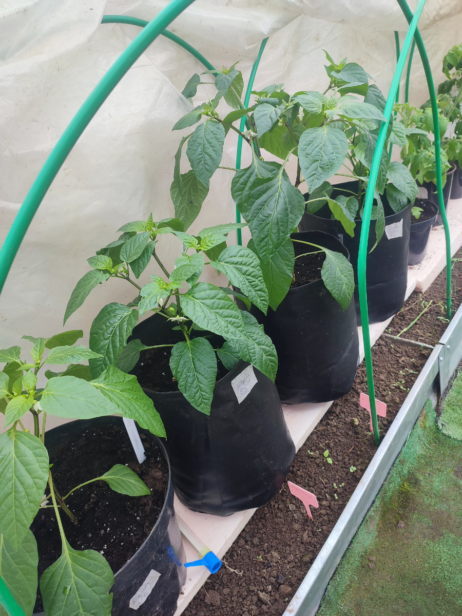 Перцы для раннего урожая. 