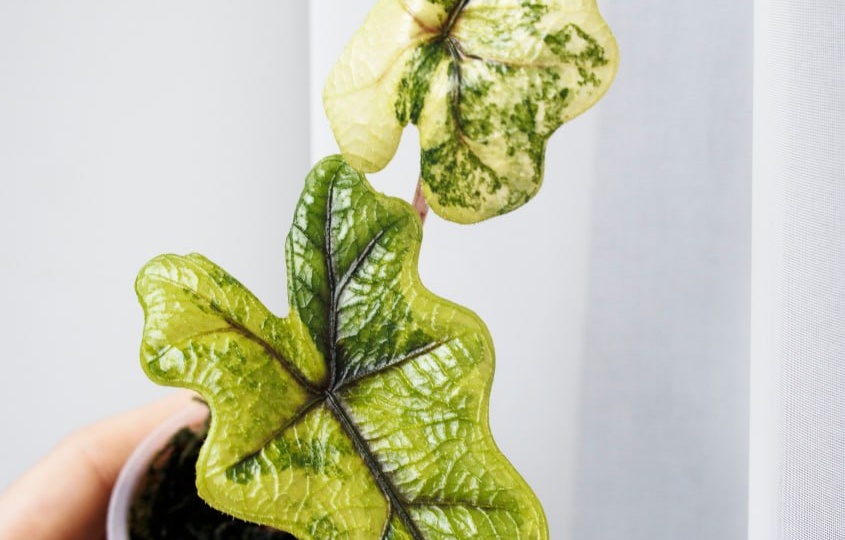 Я понимаю, что психика сейчас расшатана разными запретами, и люди тревожатся на пустом месте, но все же