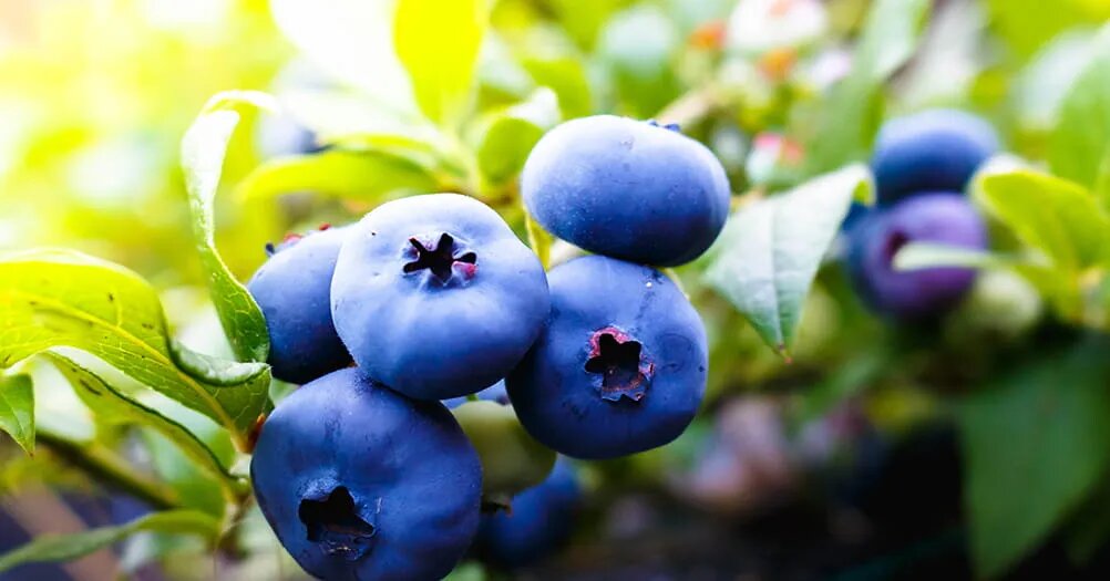 Как правильно посадить голубику: 5 шагов к сладким ягодам