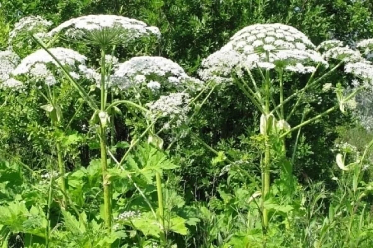    Борьба с борщевиком: калужские аграрии подключат тяжелые дроны