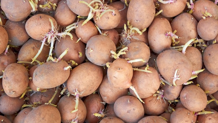 Клубень с белыми ростками 1–2 см — готов к посадке. С зелёными — ещё нет