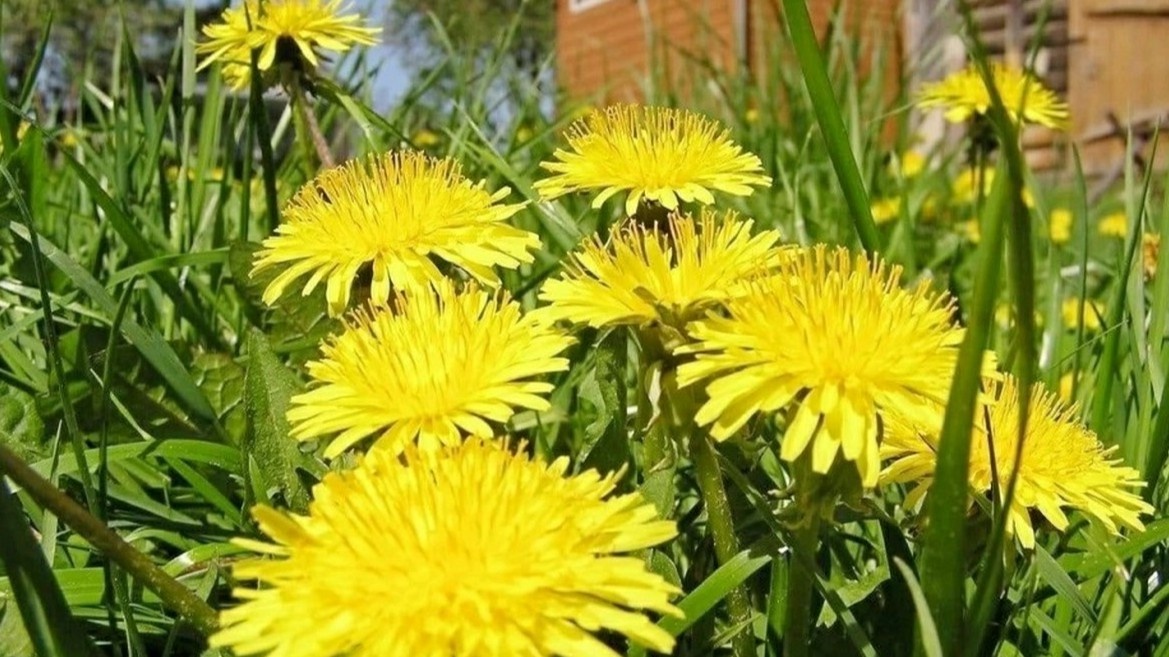 Одуванчик зацвёл массово — земля на глубине 10 см держит +8–10°С. Можно готовиться