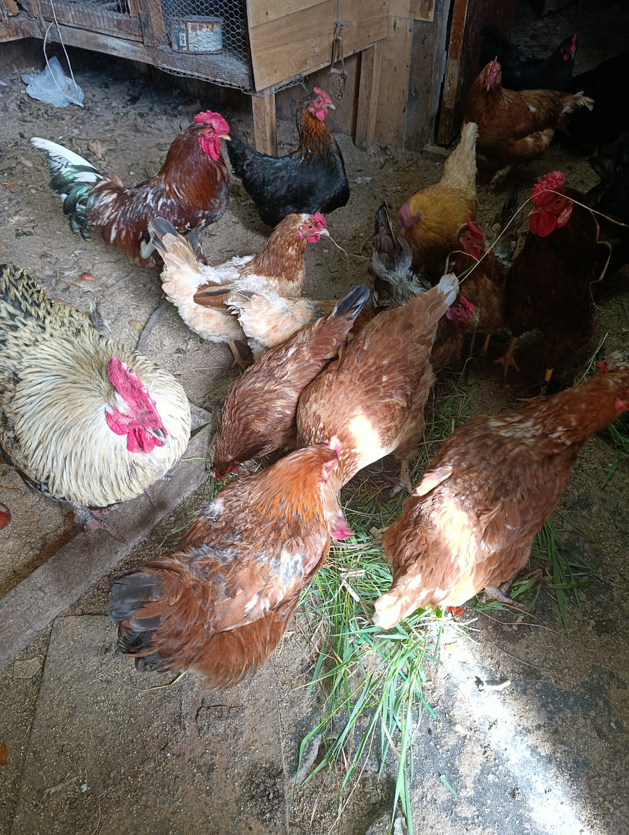 Петя созывает кушать травку.