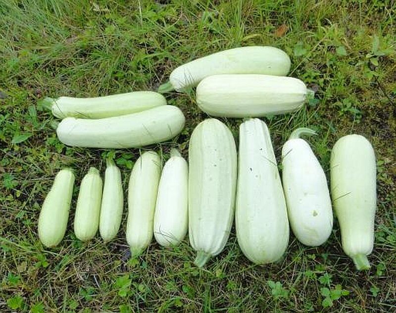 Белый медведь