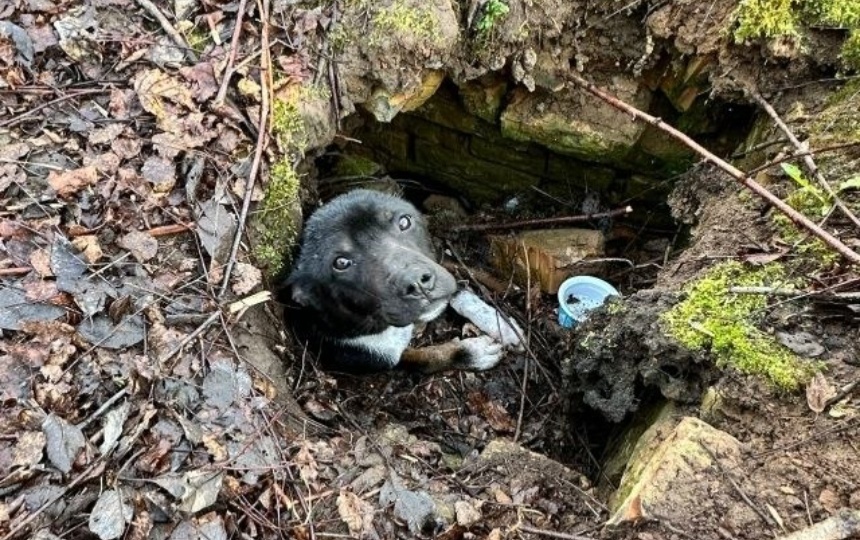 Обездвиженную собаку спасают в Пскове