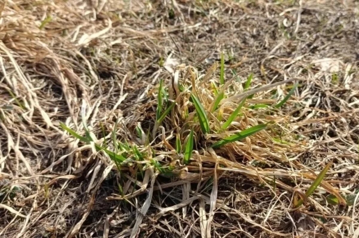    В Туле 8 апреля ожидается небольшой дождь и до +8℃