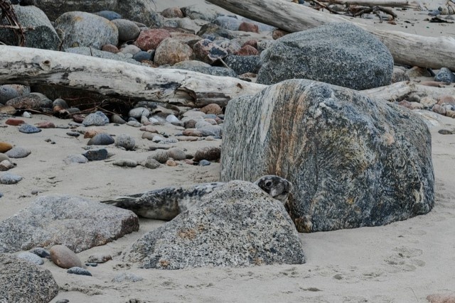   Фото: Институт Балтийского моря, «ВКонтакте»