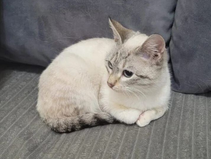 Тайский котенок девочка в добрые руки! Москва, Питер