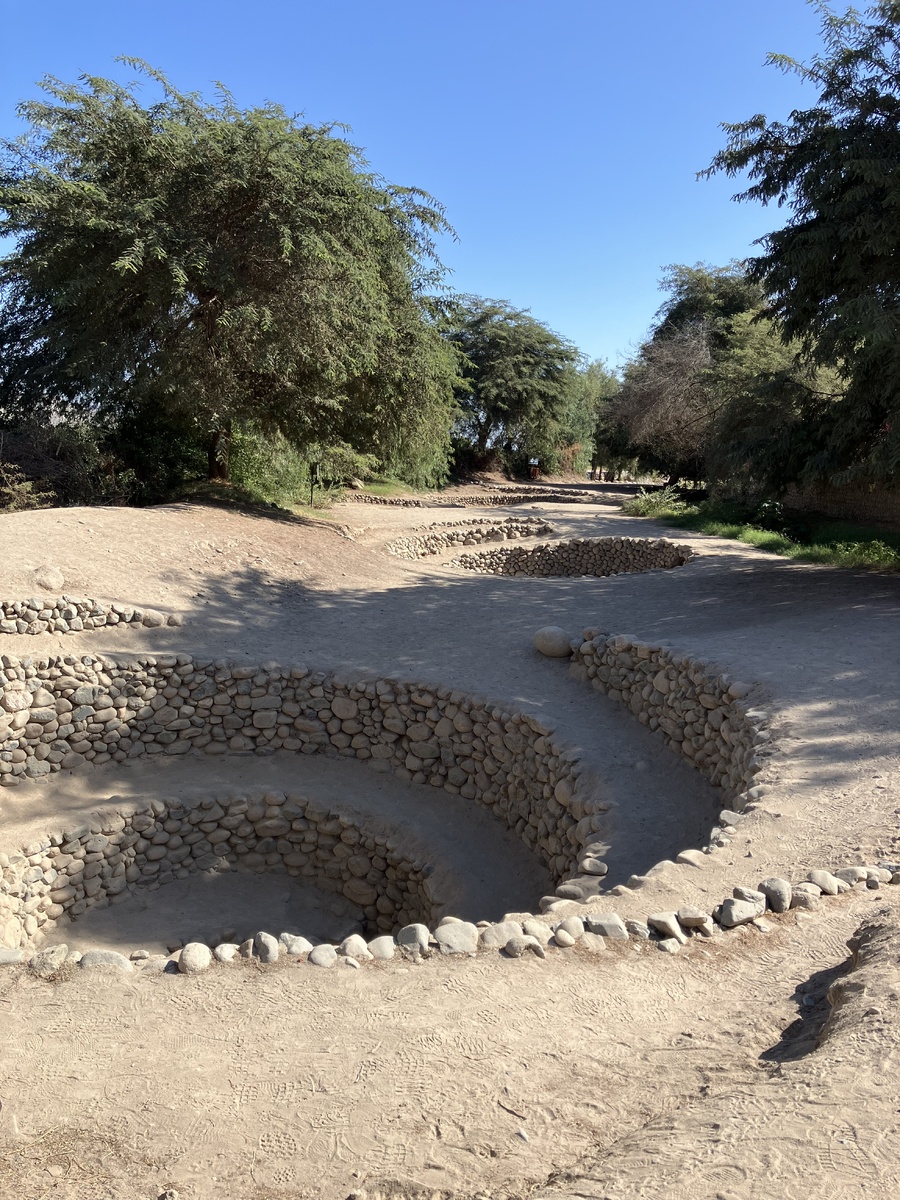 Деревья хуаранго растут вдоль водоносного слоя