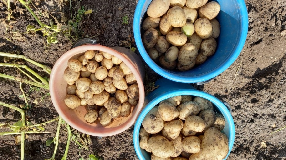 Один и тот же сорт, посаженный в мае — убран недозревшим в сентябре