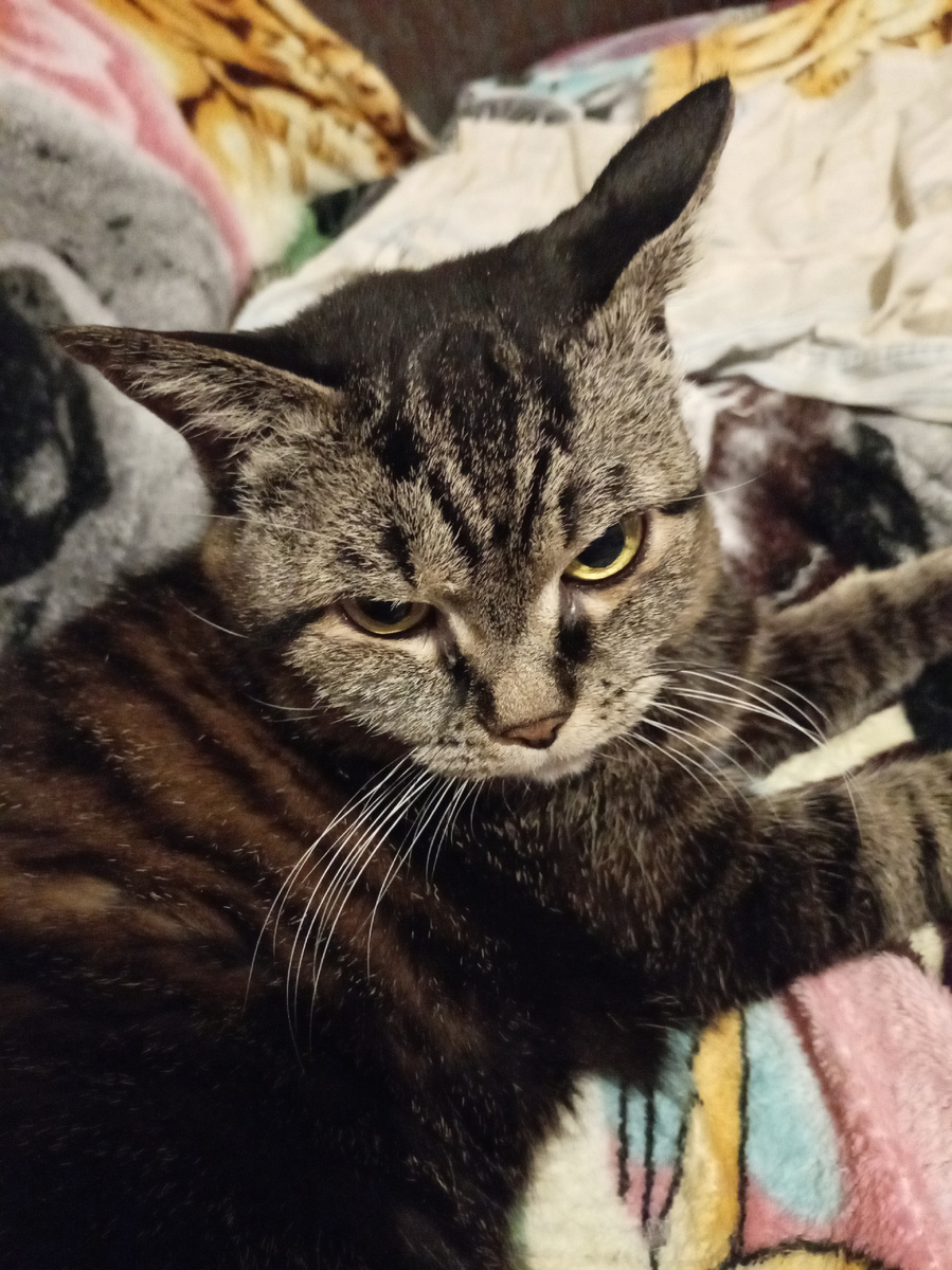 Однажды решила котейка помочь написать мне статейку