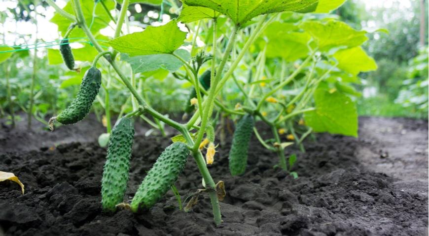 Простая подкормка молоком позволяет получать двойной урожай огурцов