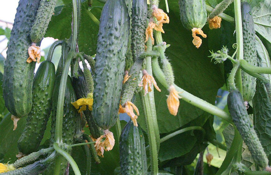 Простая подкормка молоком позволяет получать двойной урожай огурцов