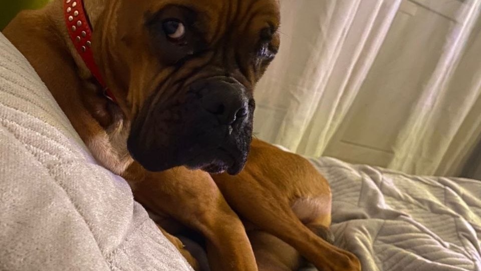 Всем привет от Сильверочка! Благодаря вам мальчик жив, не здоров, но весел и шкодлив