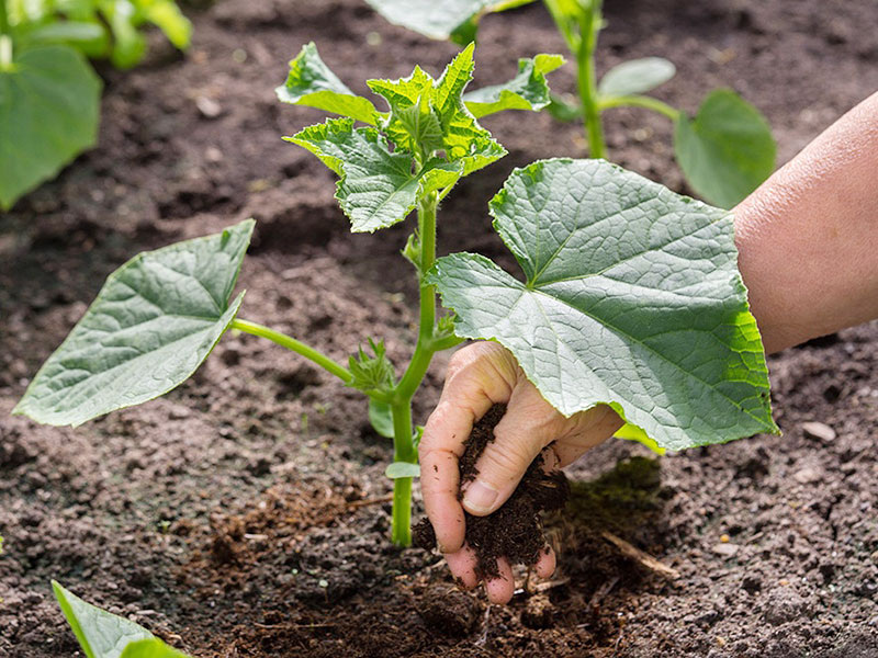 Поливаем огурцы и прочие культуры дрожжами – урожай выше в несколько раз